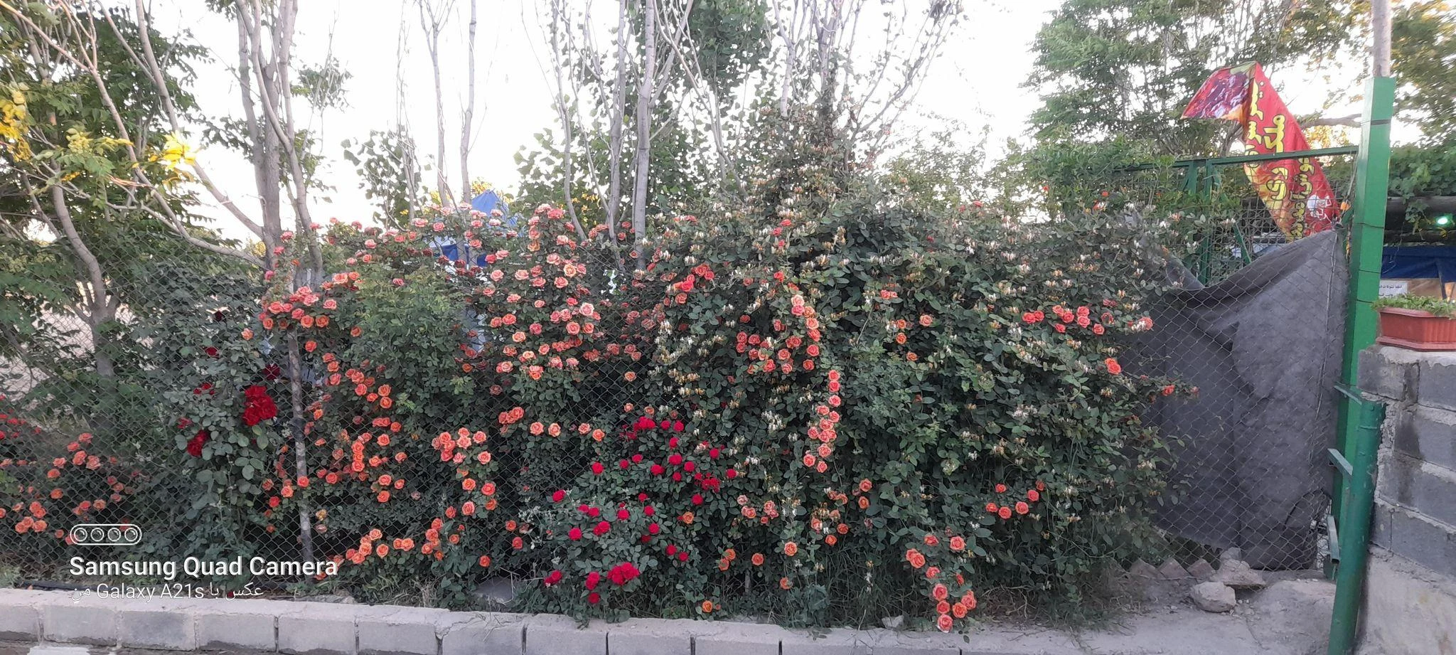 جگرسرای ملک ری(باغچه) - تصویر 4