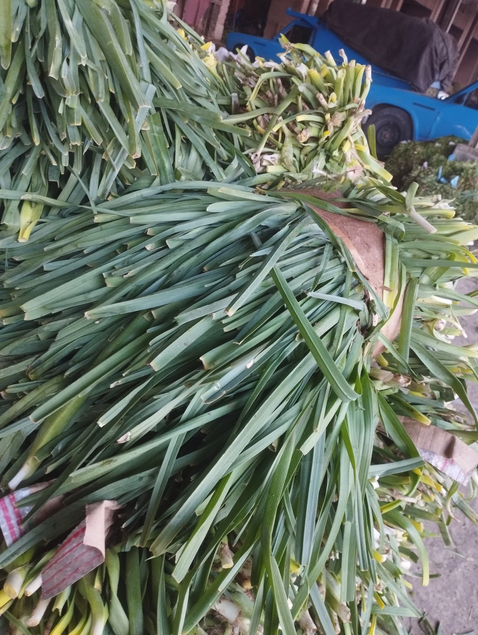 سبزی فروشی ولی زادگان سبزی تونی
