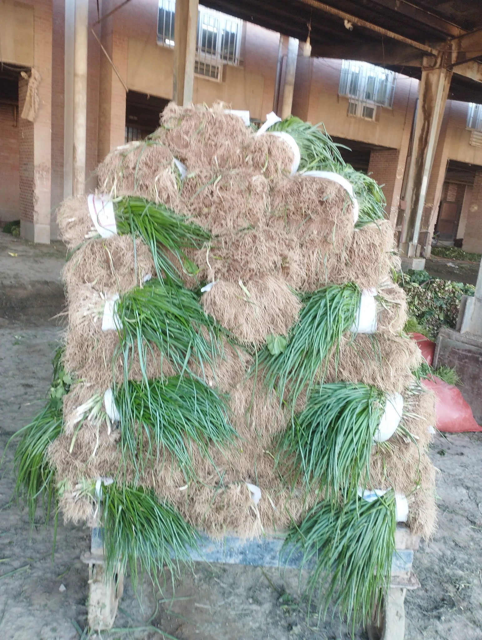 سبزی فروشی ولی زادگان سبزی تونی - تصویر 2
