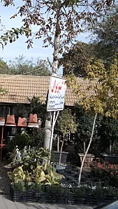 گل و گیاه سبزیران