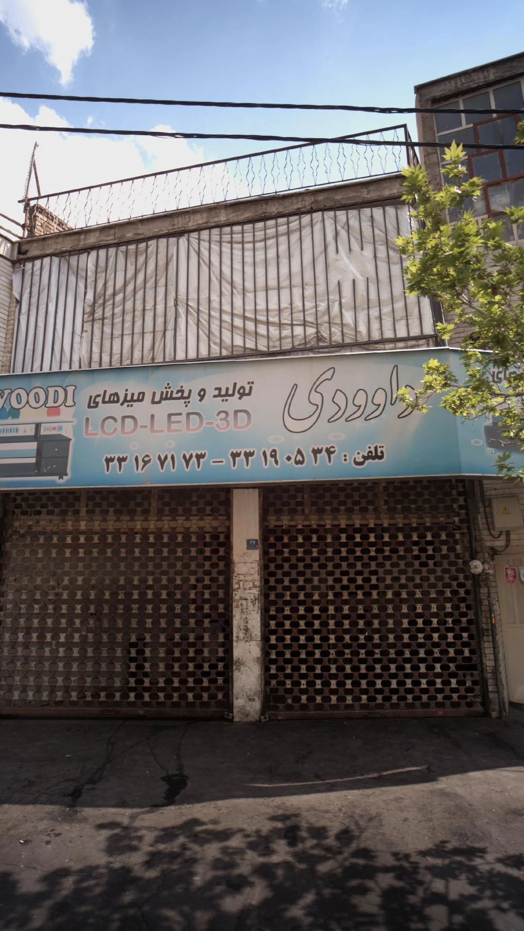 داوودی