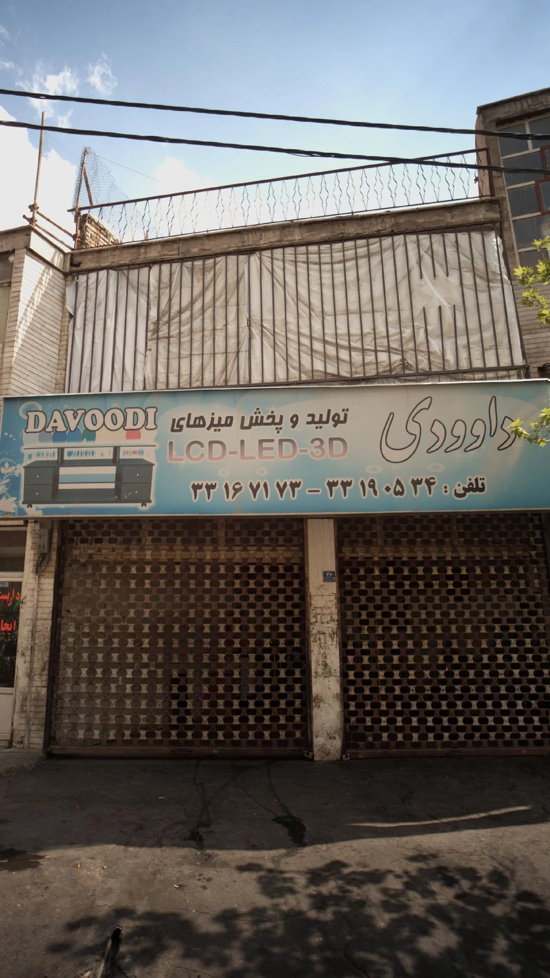 داوودی - تصویر 2