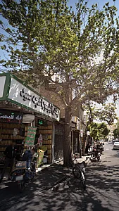 پخش آبلیمو باغچعه سید