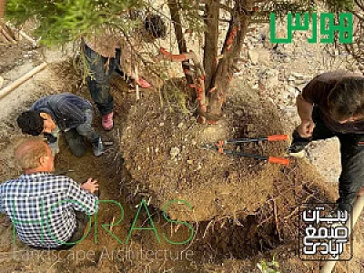 جابجایی درخت و باغبانی هورس