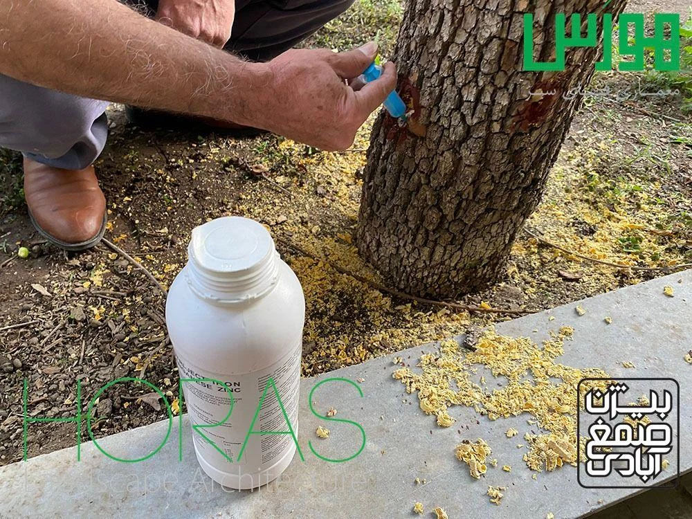 جابجایی درخت و باغبانی هورس - تصویر 2