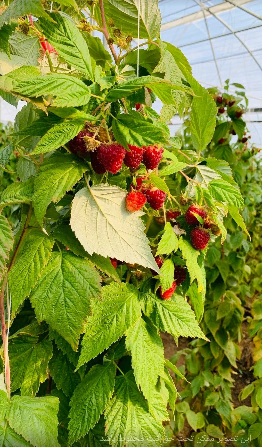 شرکت آویژه طبیعت - تصویر 2