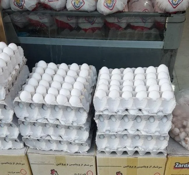 پخش تخم‌مرغ مسعود