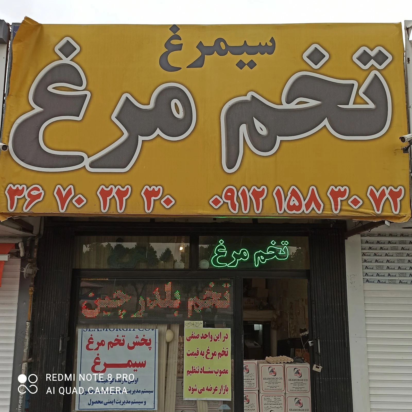 پخش تخم‌مرغ مسعود
