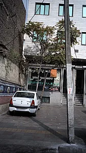 قالیشویی در آزادی