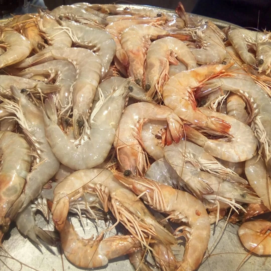 ماهی و میگو فیش تو