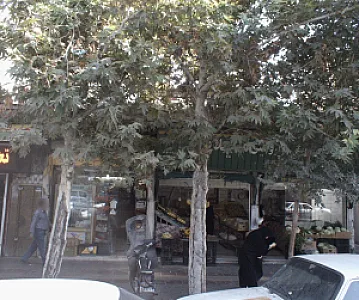 سوپر پروتئین جوان