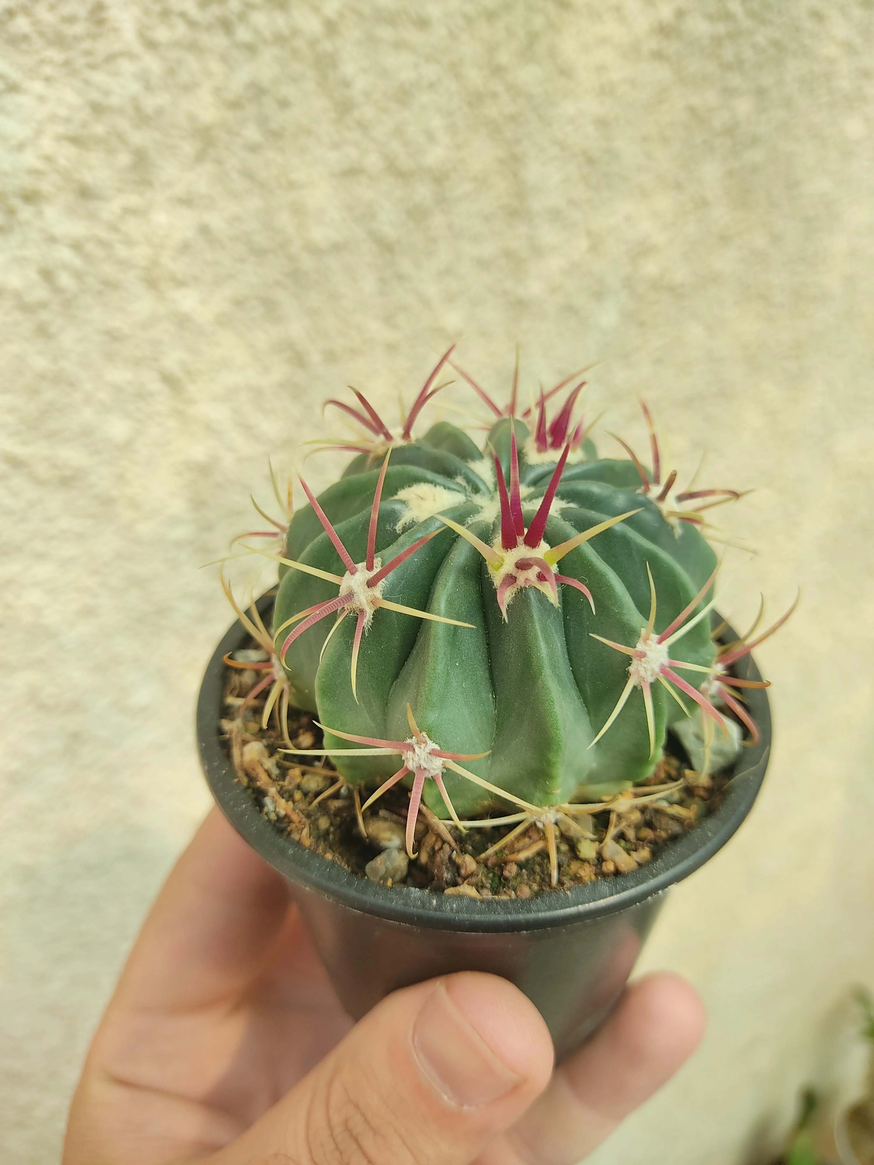 کاکتوس سرای سبز