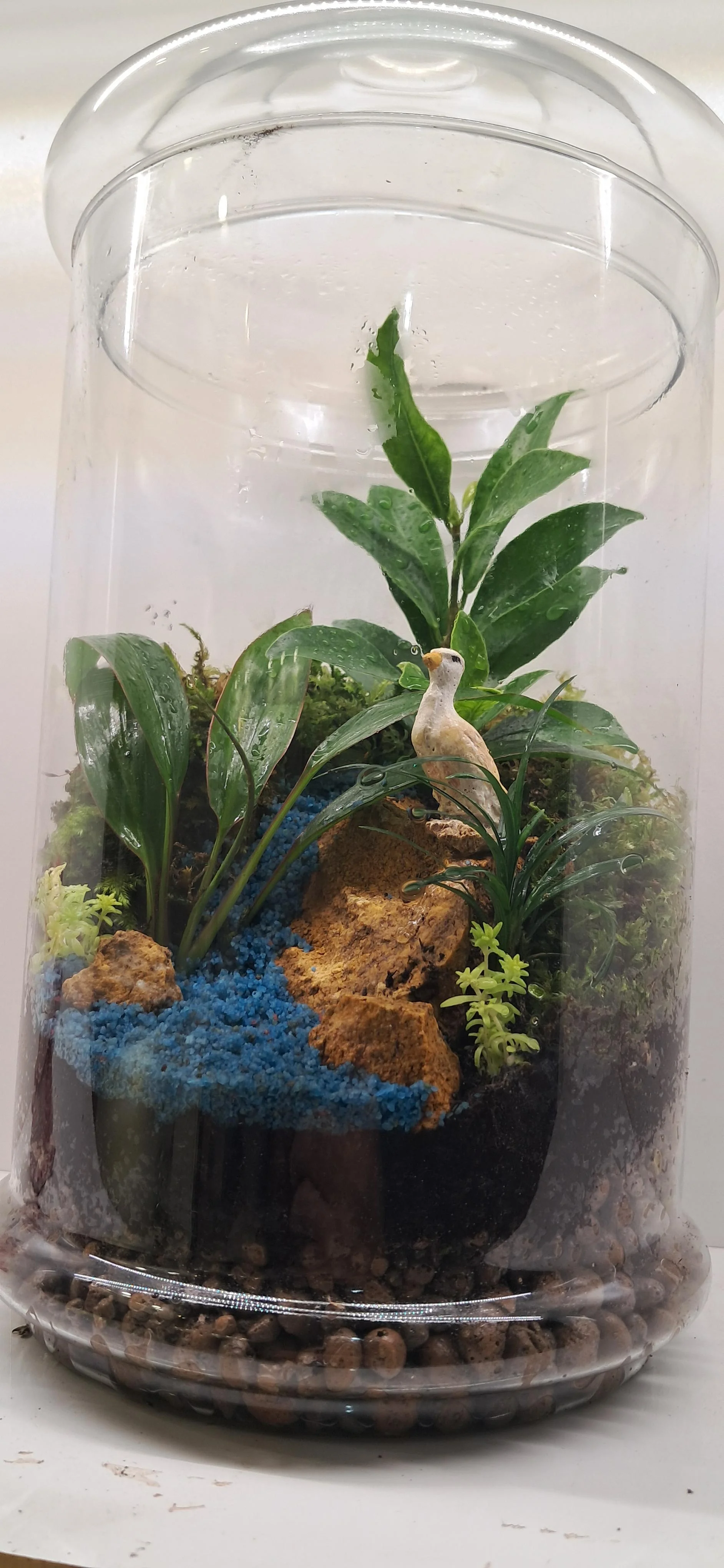 تراریوم پلنتانو