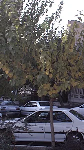 تاکسی سرویس قنات کوثر