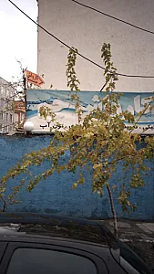 کارواش جم