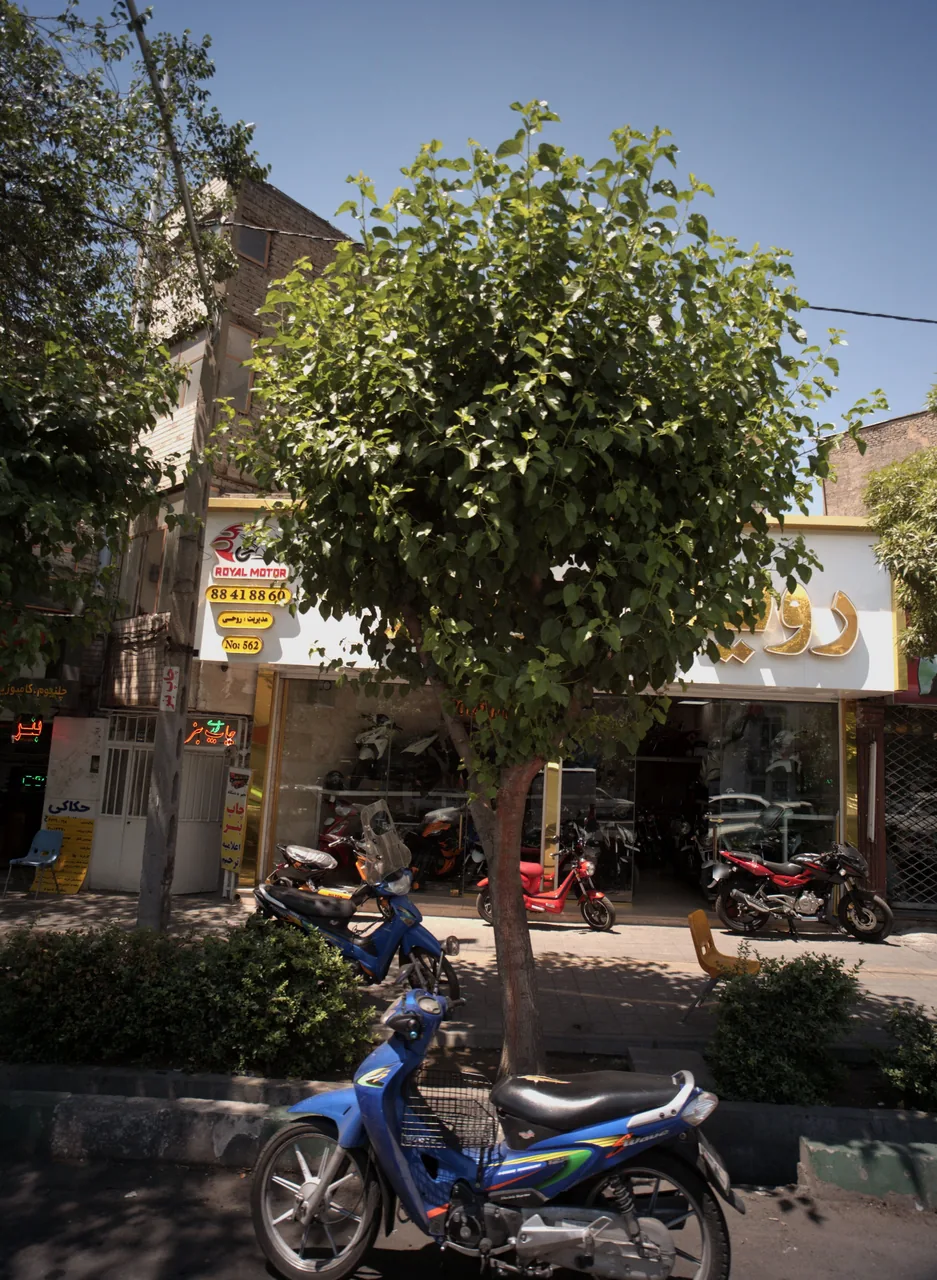 رویال موتور