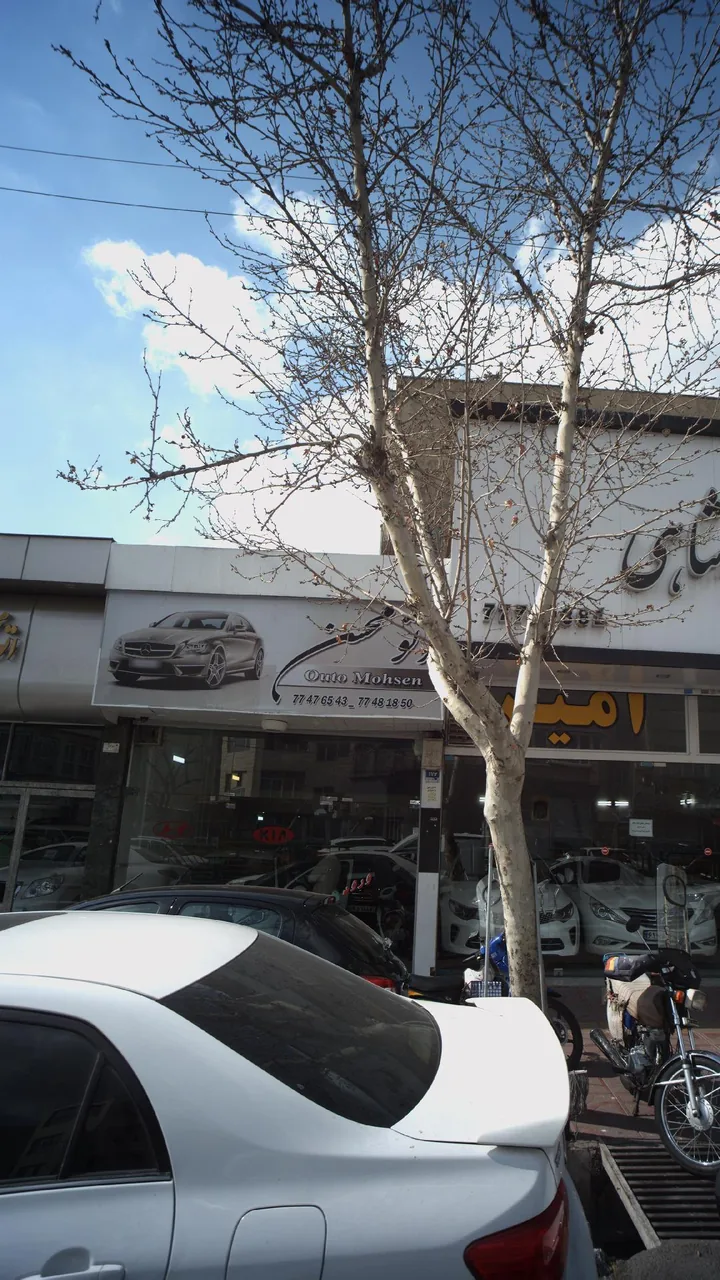 اتو محسن - تصویر 3