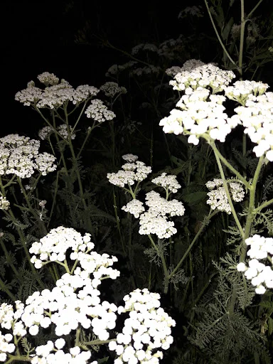 مبل شویی ولیعصر