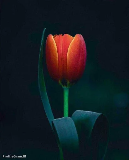 املاک تبریزهوم