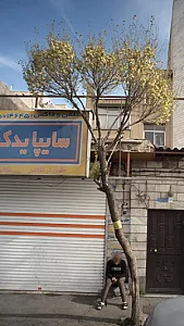 تعمیرگاه سیم دیفرانسیل