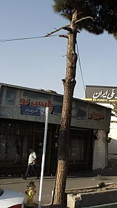 شیرینی پارس نو