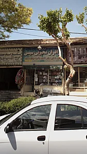 برادران محبوبی سیسی