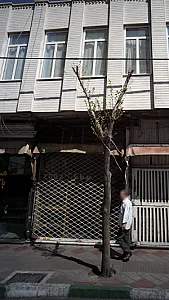موبایل امیر