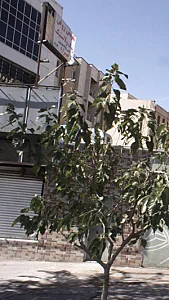تیراژه