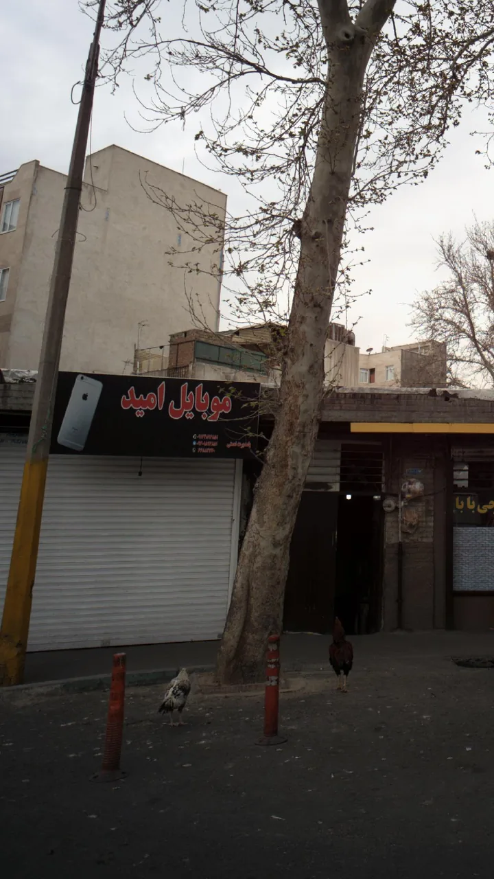 موبایل امید