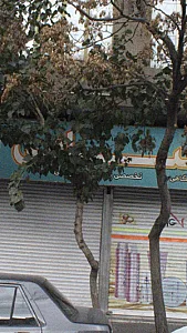 فروشگاه سامی