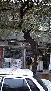 مایسا