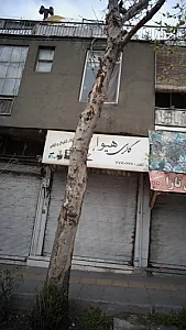 گالری هیوا
