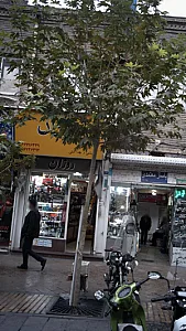 روژان