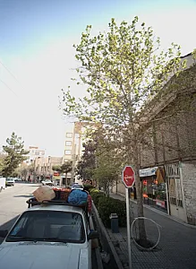پروتئینی