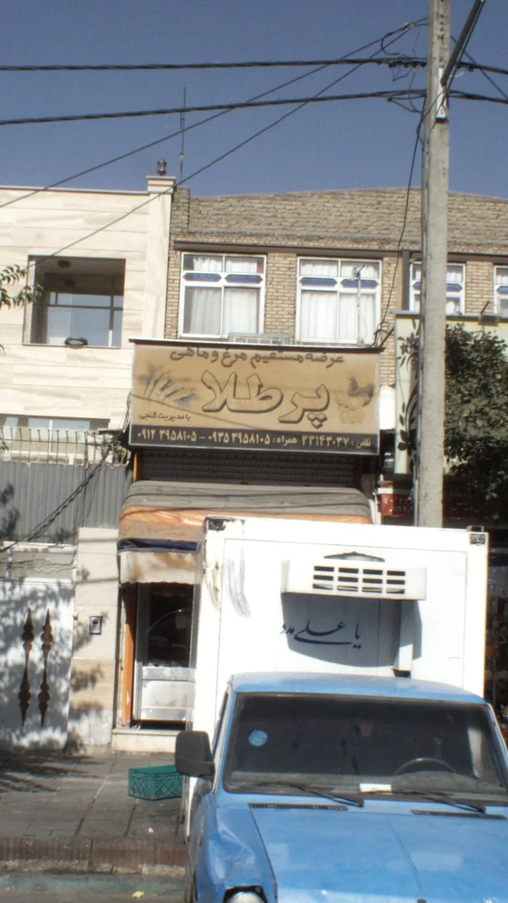عرضه مستقیم مرغ و ماهی پرطلا - تصویر 2