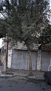 پروتئینی