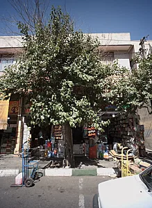 شوینده بهداشتی ایوبی