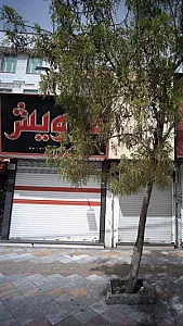 درویش