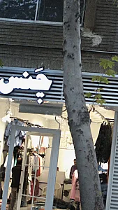 چنس