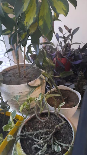 آموزشگاه موسیقی کرشمه