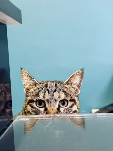 آکادمی موسیقی پژواک