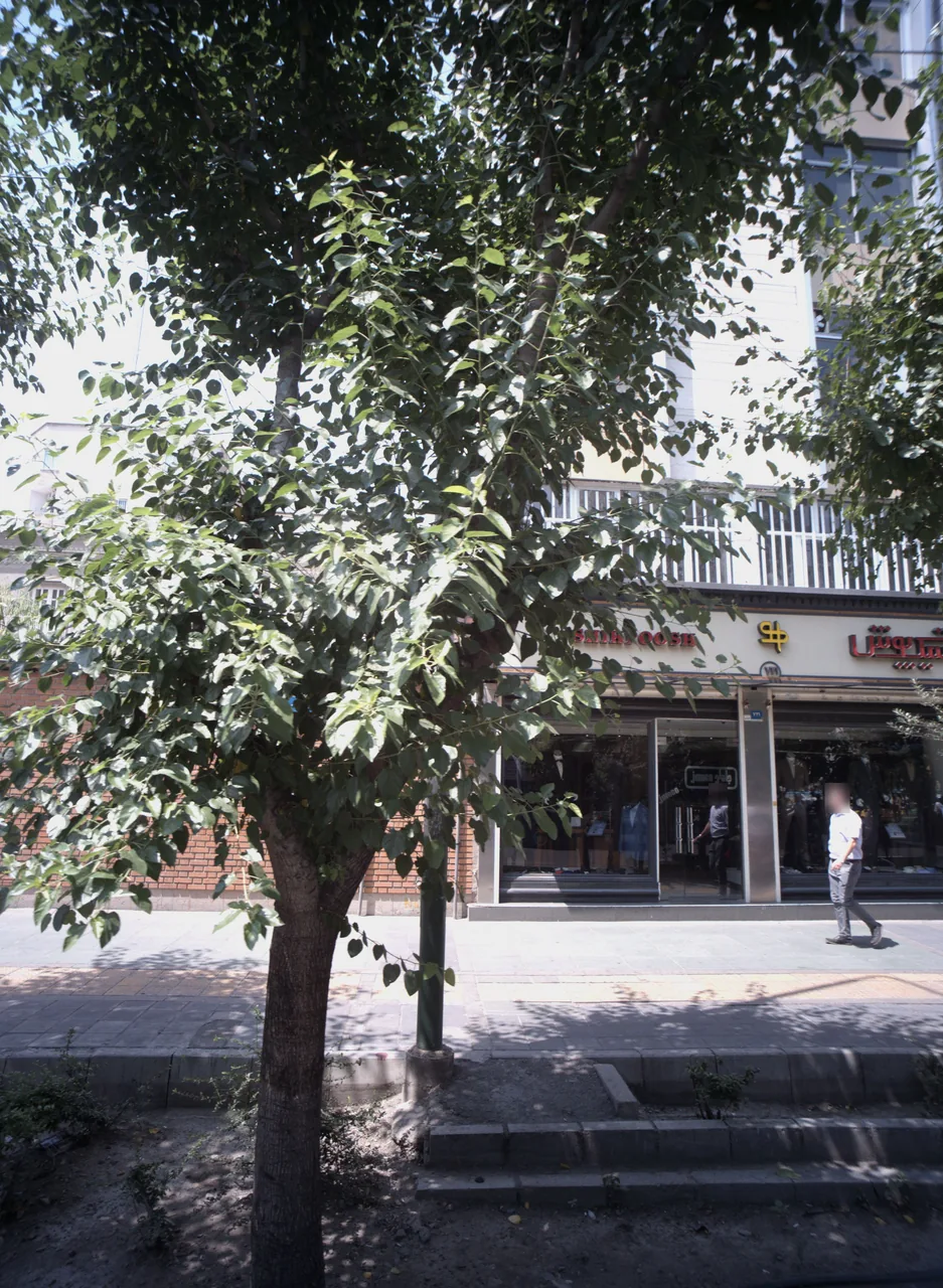 شیک پوش