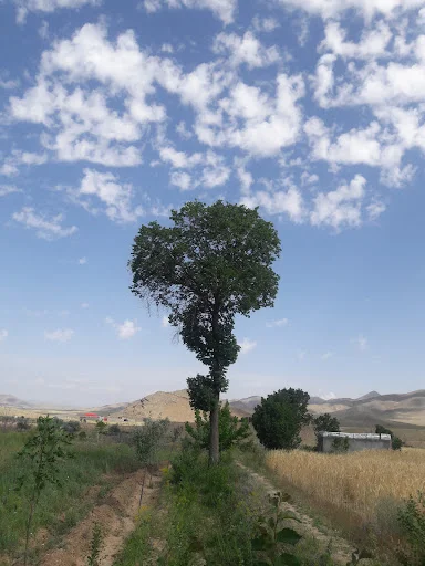 آموزشگاه نقاشی آفاق