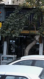 تک پوشان