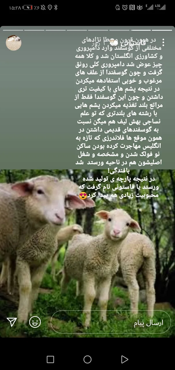 تولیدی باقری(ایران مرینوس) - تصویر 4