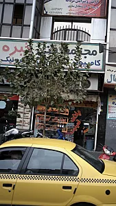 پلات لمینت