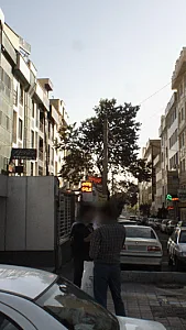 پلات پیرینت