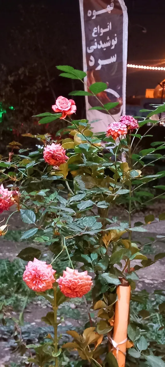 کافه ژینا - تصویر 12