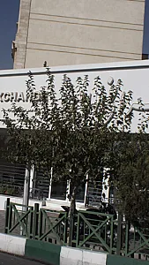 صرافی امین