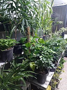 فروشگاه خانه سبز